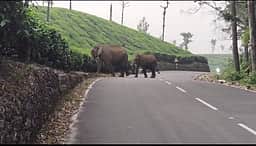 யானை வழித்தடங்களை மறைத்து கம்பிவேலிகள்: நடவடிக்கை எடுக்க வனத் துறைக்கு கோரிக்கை