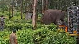 பாடந்தொரையில் காட்டு யானைகளை விரட்ட கும்கிகள் வரவழைப்பு