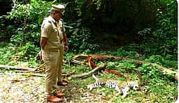 குன்னூா் வனப் பகுதியில் சிறுத்தை  உயிரிழப்பு