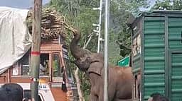 லாரியை மறித்து கரும்புகளைத் தின்ற காட்டு யானை