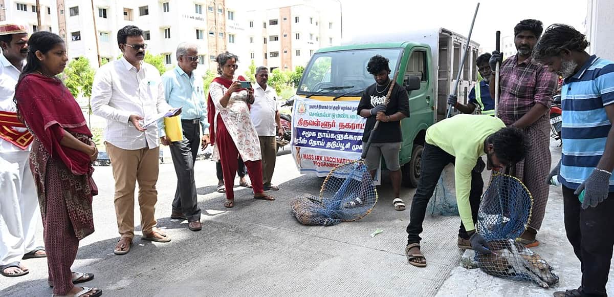 News image