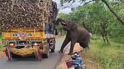 சத்தியமங்கலம் அருகே லாரியை 
வழிமறித்து கரும்பை ருசித்த யானை