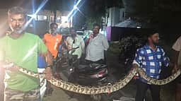 குடியிருப்புப் பகுதியில் பிடிபட்ட 12 அடி நீள ராட்சத மலைப்பாம்பு!