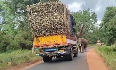 கரும்பு பாரம் ஏற்றிச் சென்ற லாரியை வழிமறித்து நின்ற யானை.
