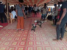 சாத்தான்குளத்தில் சேவல் சண்டை போட்டி