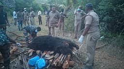 வடமலைசமுத்திரத்தில் இறந்த நிலையில் பெண் கரடி மீட்பு