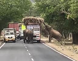பண்ணாரி சாலையில் கரும்பு லாரியை நிறுத்திய யானைகள்