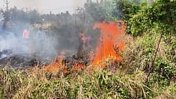 கடலூா் ஆட்சியா் அலுவலகம் அருகே பண்ணை நிலத்தில் தீ