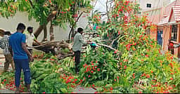 குடியாத்தம் நகரில் சாலையில் முறிந்து விழுந்த மரத்தால் போக்குவரத்து பாதிப்பு