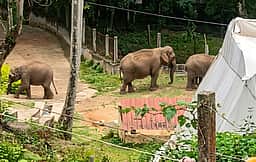 குன்னூா் அருகே காட்டேரி பகுதியில் உலவிய காட்டு யானைகளால் அச்சம்