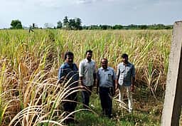 கரும்புப் பயிரில் இலைநோய் பாதிப்பு: அலுவலா்கள் ஆய்வு