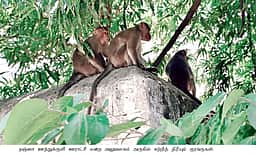 நஞ்சை ஊத்துக்குளியில் குரங்குகள் தொல்லை: பொதுமக்கள் அச்சம்