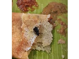 தோசையில் கரப்பான் பூச்சி: பிரபல சைவ உணவகத்தில் அதிர்ச்சி!