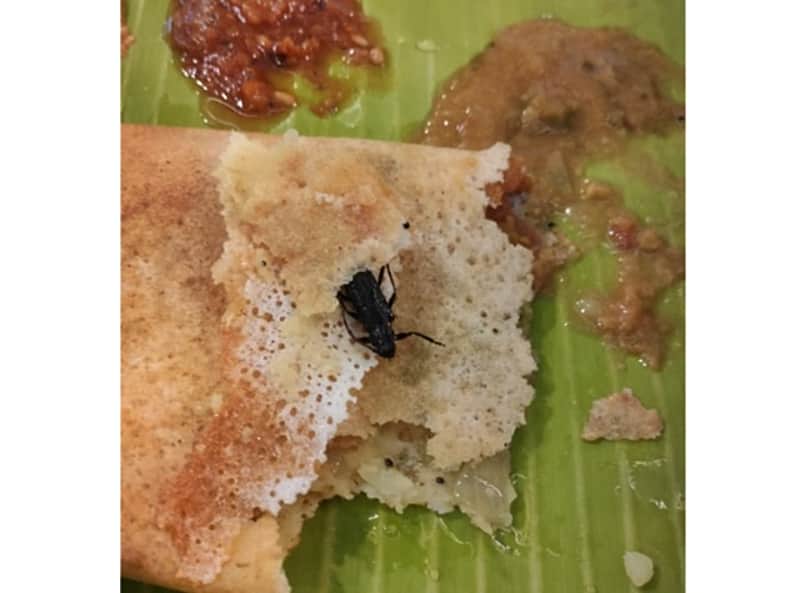Cockroach in Dosa
