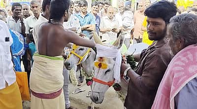 மழை வேண்டி கழுதைகளுக்கு திருமணம்- ஒடுகத்தூரில் வினோத நிகழ்வு  
