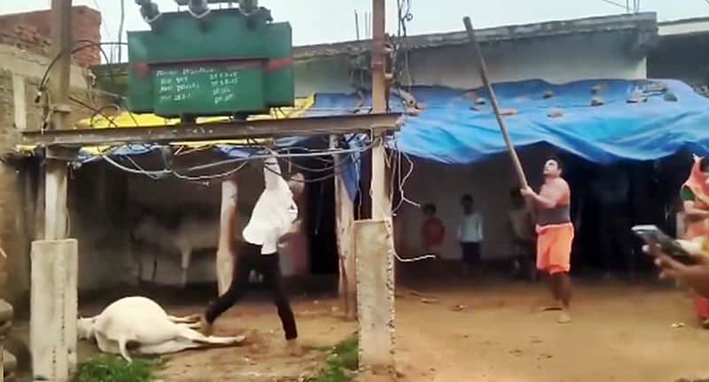 Cow Dies from Electric Shock