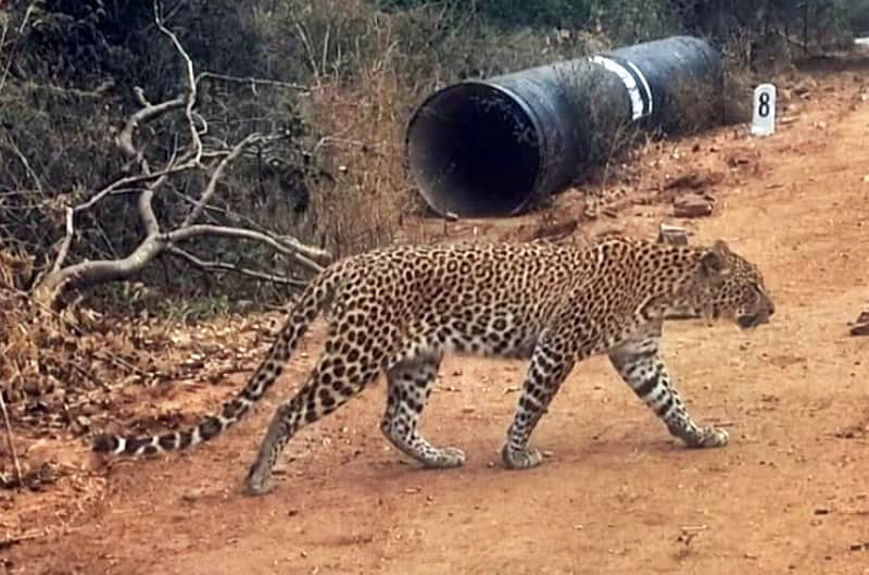 Leopard