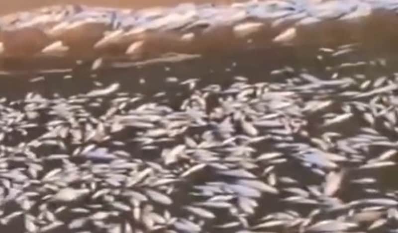Dead fish found