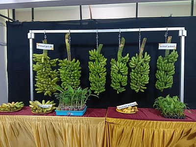 ‘காவிரி தங்கம்’, ‘காவிரி நாடன்’ 
2 புதிய வாழை ரகங்கள் அறிமுகம்
