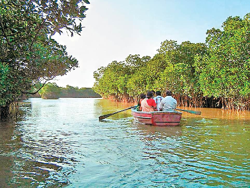 பசுமைக் கேடயம்: அலையாத்திக் காடுகள்