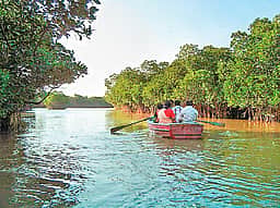 பசுமைக் கேடயம்: அலையாத்திக் காடுகள்