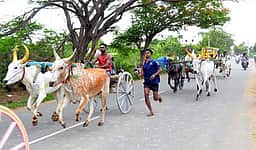 மேலூா் அருகே மாட்டுவண்டிப் பந்தயம்