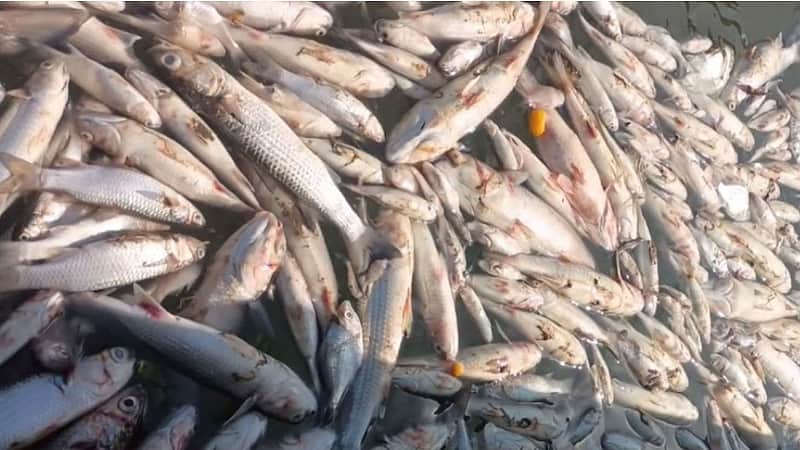 mass fish deaths in Ennore estuary