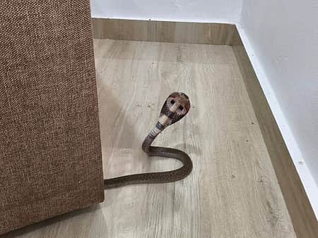 Child bitten by snake inside Kolkata school, hospitalised  