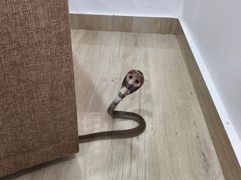 Child bitten by snake inside Kolkata school, hospitalised