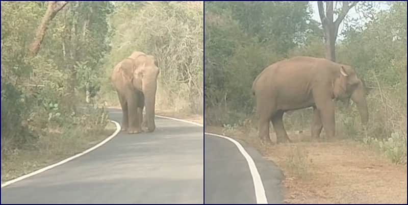 வெள்ளியங்காடு - முள்ளி சாலையைக் கடந்த குட்டிகள்! அரணாக நின்ற காட்டு யானை நன்றி சொன்ன ஆச்சரியம்!