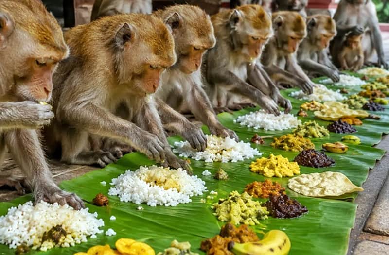 Onam feast for monkey