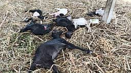 தளவாபாளையம் அருகே 
வெறிநாய்கள் கடித்து 10 ஆடுகள் உயிரிழப்பு
