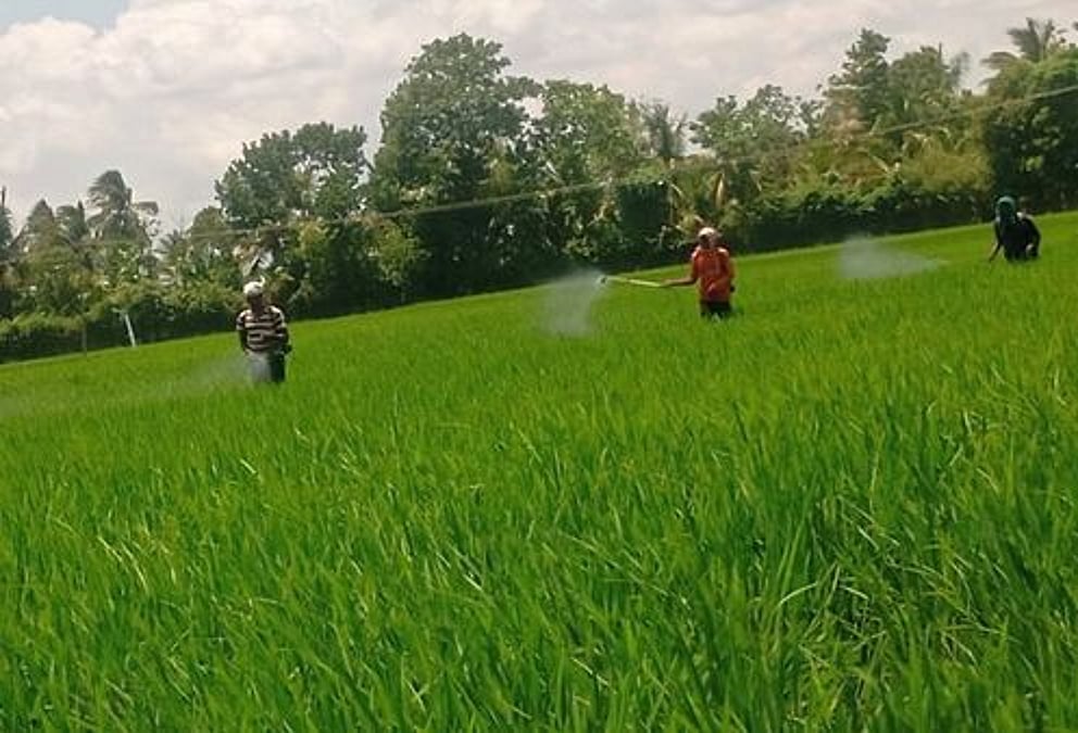 மேட்டூா் அணை திறப்பு சம்பா சாகுபடிக்கு சாதகமாக இருக்குமா?
