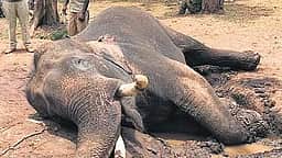 மலைச்சரிவிலிருந்து தவறி 
விழுந்ததில் யானை உயிரிழப்பு