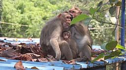 களக்காட்டில் அட்டகாசம் செய்யும் குரங்குகளை பிடிக்கக் கோரிக்கை