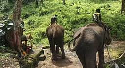 புலியைப் பிடிக்கும் பணியில் கும்கி யானை