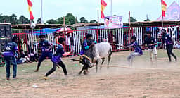 சேவிணிப்பட்டியில் வடமாடு மஞ்சுவிரட்டு