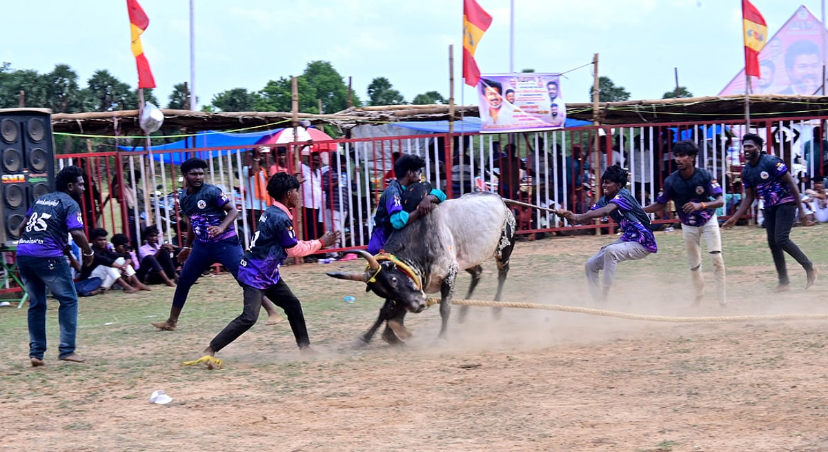 சேவிணிப்பட்டியில் வடமாடு மஞ்சுவிரட்டு