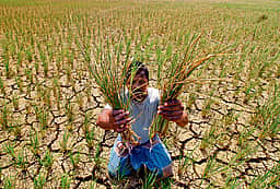 விரைவில் வறட்சி முன்னறிவிப்பு
