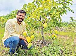 மா விவசாயிகள் கவாத்து செய்வதன் மூலம் அதிக மகசூல் பெறலாம்: தோட்டக்கலைத்துறை துணை இயக்குநர்