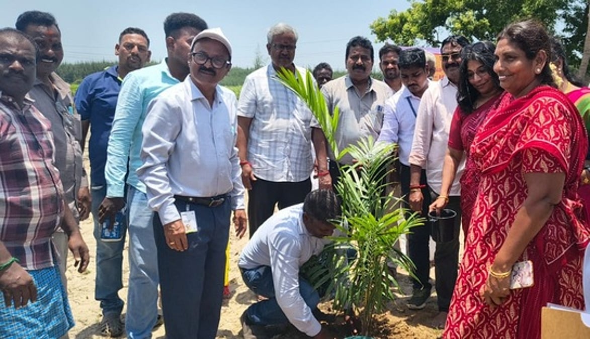 திருப்பாச்சனூரில் 10 ஹெக்டேரில் எண்ணெய் பனை நடவுத் திட்டம் தொடக்கம்