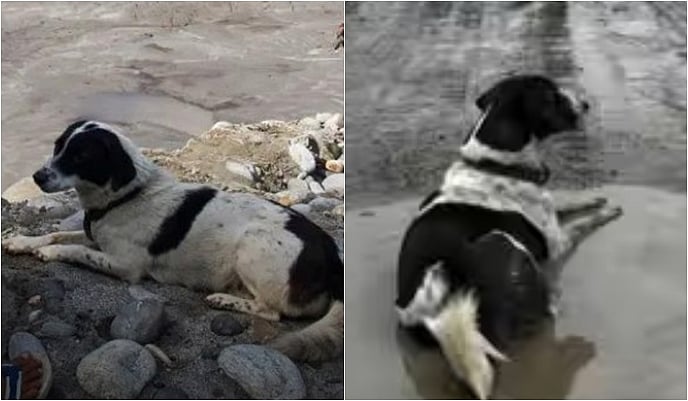 nepal dog