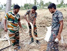 கரும்புத் தோட்டத்தில் பதுங்கிய மலைப் பாம்பு மீட்பு