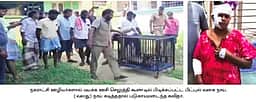 ராசிபுரத்தில் பிட்புல் வகை நாய் கடித்து பெண் படுகாயம்: மயக்க ஊசி செலுத்தி பிடித்தனா்