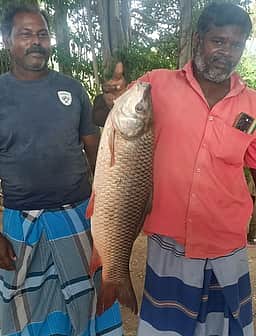 8 கிலோ எடையுள்ள கெண்டை மீன்