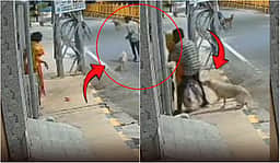 பாலியல் அத்துமீறலிலிருந்து பெண்ணைக் காப்பாற்றிய தெரு நாய்கள்!