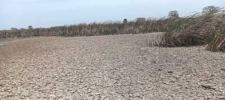 தண்ணீா் பற்றாக் குறையால் காய்ந்து போன நாற்றங்கால்.