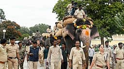 தசராவுக்குத் தயாராகும் யானைகள்!