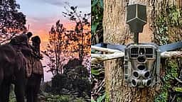 13 கூண்டுகள், 200 கேமராக்கள், 2 கும்கி யானைகள்: ஆட்கொல்லி புலியைப் பிடிக்கும் பணி தீவிரம்!