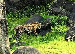 தேக்கடி ஏரியில் புலியைப் பாா்த்த சுற்றுலாப் பயணிகள்